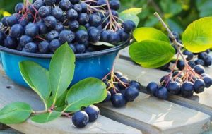 fructe de aronia proaspete